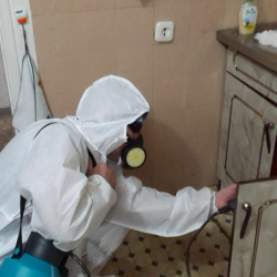Дезинфекция от муравьев в квартире в Сланцах